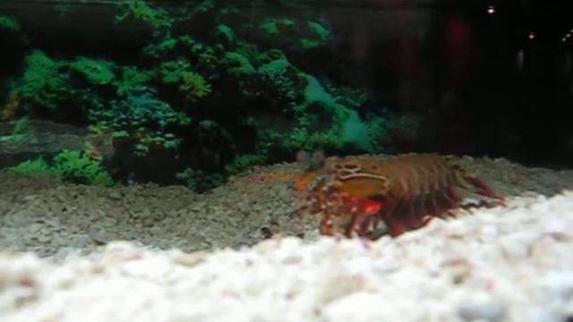Mantis Shrimp In Shanghai Museum