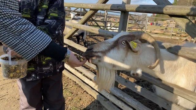 Парк приключений в Хотьково! смотреть онлайн