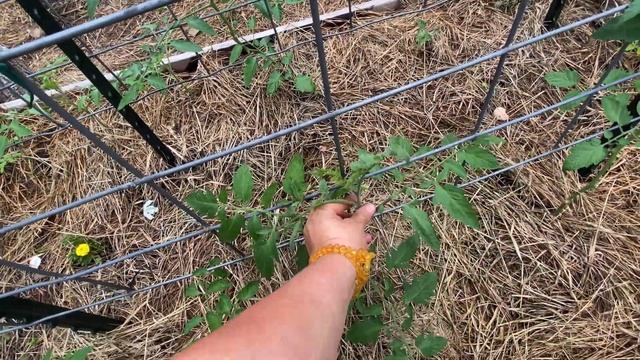 May Garden Tour//Tomato Pruning Tips #midwestmeanderings #gardentour #homesteading #tomato смотреть онлайн