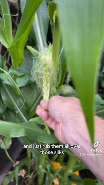 Pollinate Your Corn! #corn #cheesesgarden #gardeningtips #urbangarden #citygardening