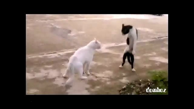 боевая стойка кота смотреть онлайн