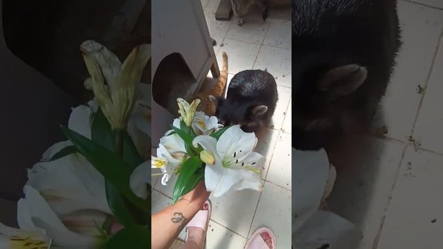 поздравления от енотиков #енотилюша #помощьбездомнымживотным #ямыилюша #анапа