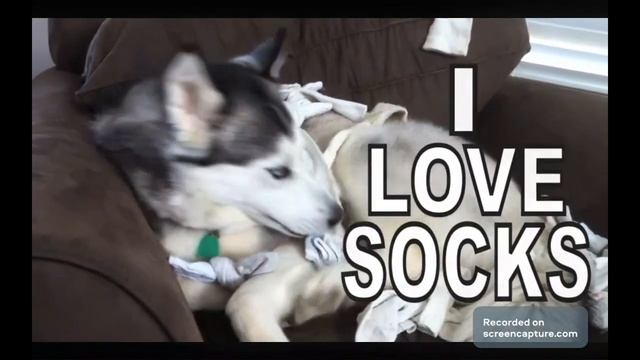 Saturday Songs- Dogs That Like Socks (@RobOfPsychostick ) смотреть онлайн