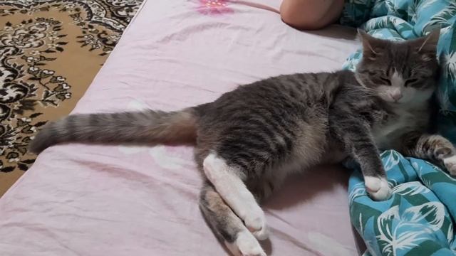 Милый котик и его хвостик))))) смотреть онлайн