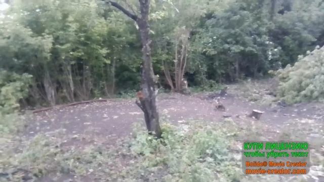 Дождь/булочки/огород зарастает смотреть онлайн
