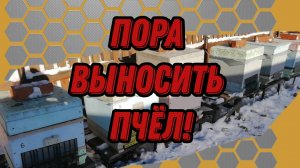 Выставка пчел.