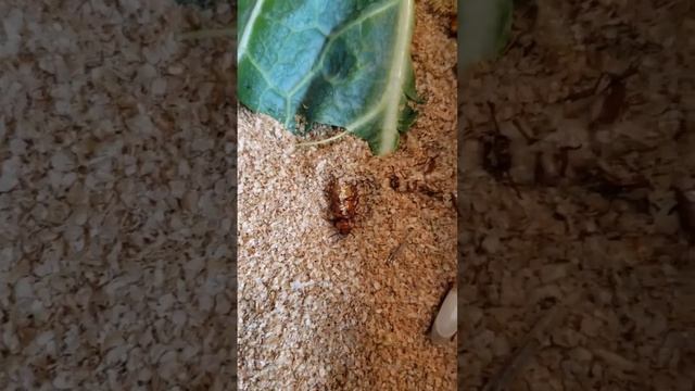 Mealworm Darkling beetles eating veggies 😋 смотреть онлайн