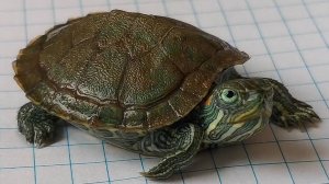 Красноухая черепаха 🐢 Манго