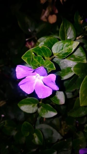 Greater periwinkle Flower смотреть онлайн