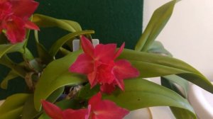 Cattlianthe (Slc) Jewel Box 'Scheherazade' AM/AOS