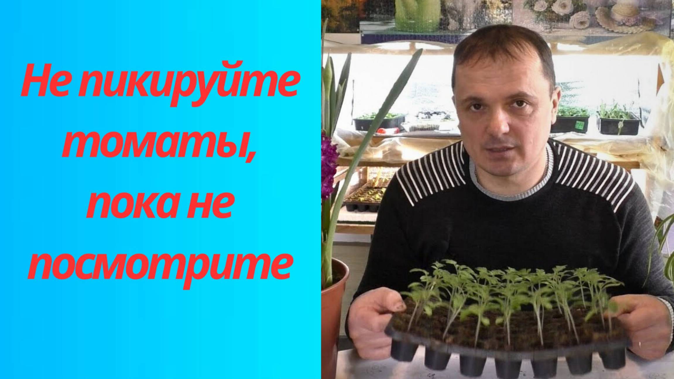 🚫 Почему пикировка томатов может навредить? Узнайте сейчас! 🌿