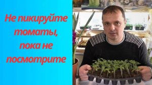 🚫 Почему пикировка томатов может навредить? Узнайте сейчас! 🌿