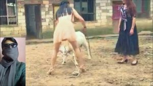 Girls Sheep riding new video