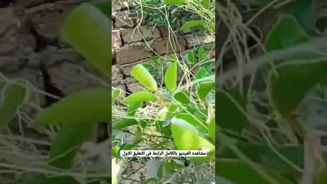 الليمون والحامول وحماية شجرة الليمون منه بخطوات بسيطة смотреть онлайн