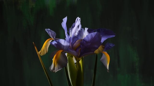 10 day Iris xiphium Spanish Iris flower opening & dying time lapse смотреть онлайн