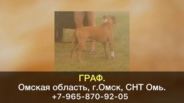 Пропала собака! ГРАФ. Омская область, г.Омск.