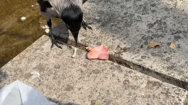 Ворон красава