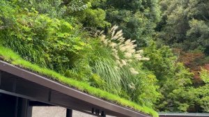 Один день из жизни на юге Японии!  Уличная Еда в Фукуоке и Храм Камадо