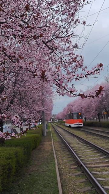 цветущая слива весна в Краснодаре на ставропольской смотреть онлайн
