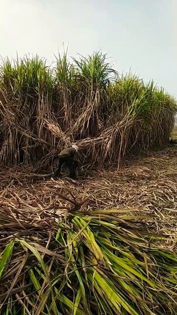 0238 sugercane Harvesting смотреть онлайн