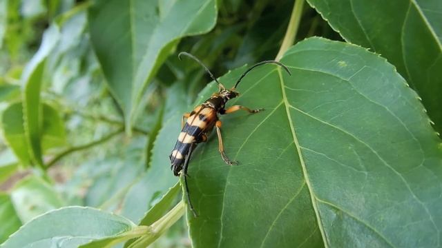 ヨツスジハナカミキリ/Leptura ochraceofasciata 07_220612_ガイコツ山 смотреть онлайн