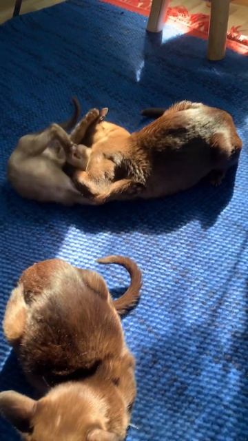 Бурманские котята смотреть онлайн