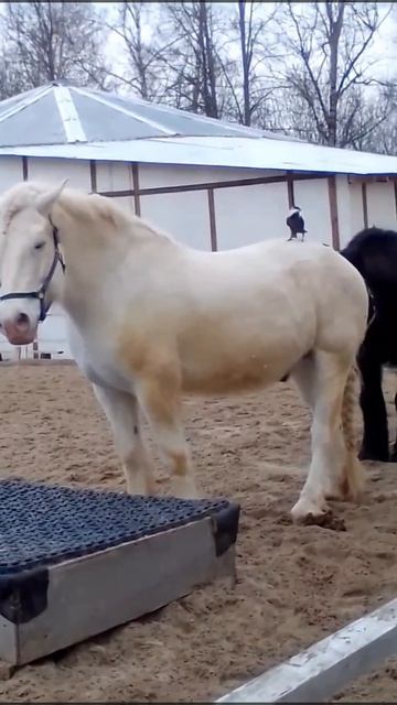 Птицы клюют шерсть у лошадей. смотреть онлайн