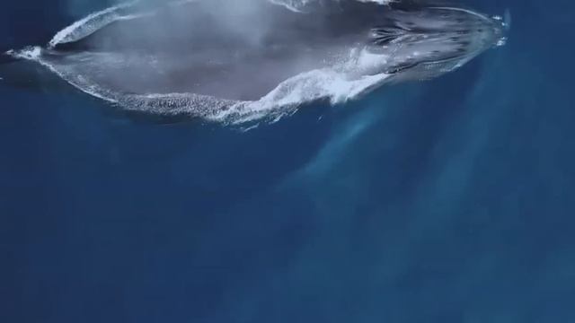 Etawdex ft. Madeline - Forces of Nature 3.0 (Oceans) (Hardstyle) | HQ Videoclip смотреть онлайн