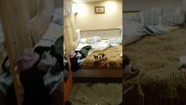 иду гулять с собакой 1 смотреть онлайн