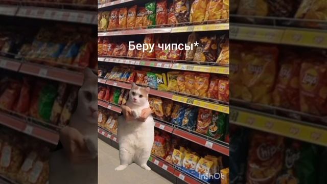 пов: я иду в магазин/#рекомендации#мем#коты смотреть онлайн