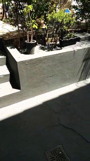 OLHA A PINTURA DESSE CHÃO 😱💥😍. смотреть онлайн