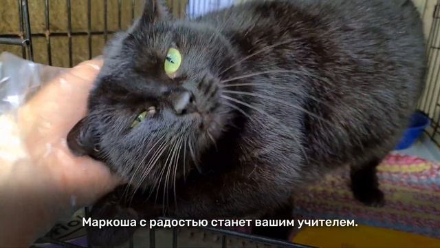 Маркоша смотреть онлайн