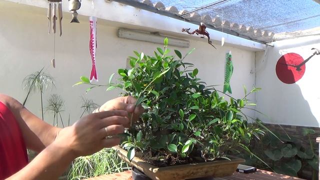 Ficus Microcarpa Var Tiger Bark - Refinado 