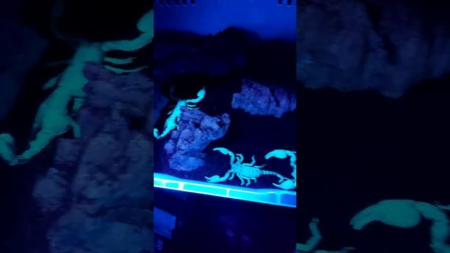 Heterometrus silenus. смотреть онлайн