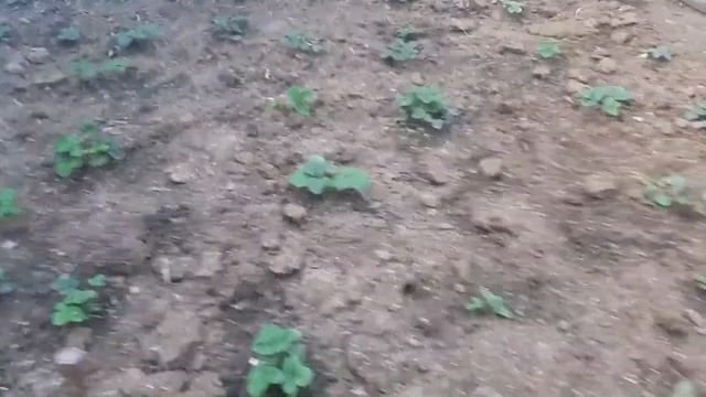 Клубничные грядки обработаны,пересажены и удобрены. смотреть онлайн