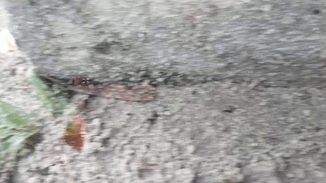Ant or Wasp ? смотреть онлайн