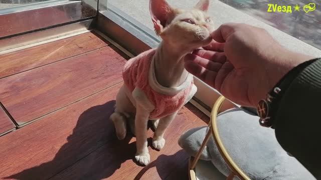 Кофе в Китае не популярно. Но я нашел любопытное заведение, где кофе подают в окружении кошечек