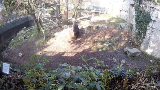 France: Datvi mgeris,Ours qui chante,медведь поёт песню смотреть онлайн