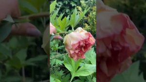 Древовидный пион «Золотой Ларец»