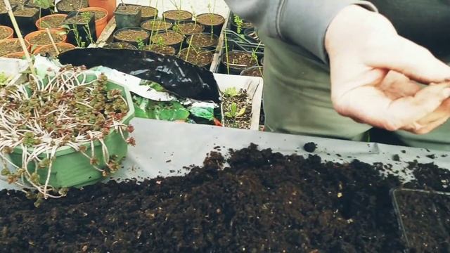 Bouturage de Sedum - On vous explique tout смотреть онлайн