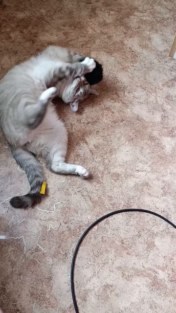 кот и типа мышь 🤭 смотреть онлайн