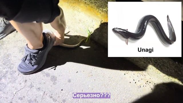 В гостях у японца шеф-повара! Ловим экзотическую рыбу в Японии и готовим из этого ужин