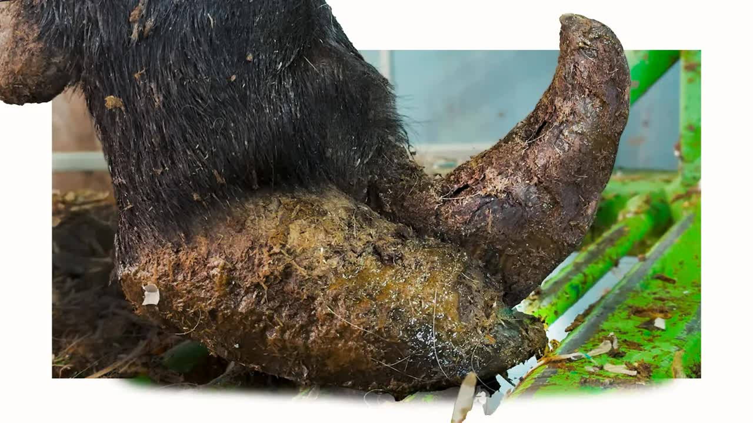 A DANGEROUS COW .... And ＊HUGE＊ Cow's Feet!