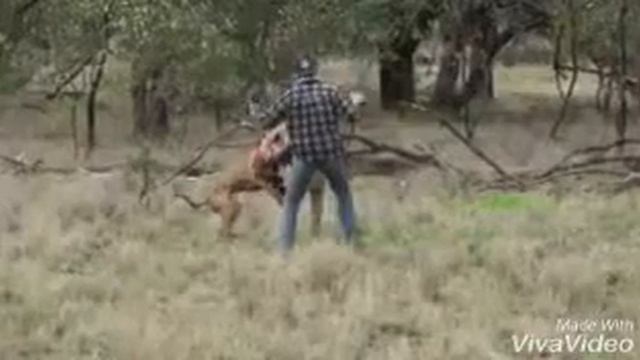 Кенгуру в шоке!!! смотреть онлайн