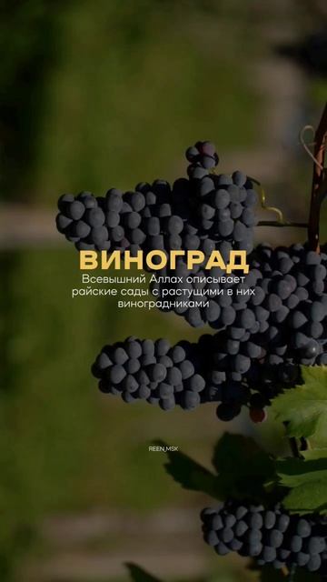 Любимые Фрукты нашава Пророка Мухаммадаﷺ #nashid #сунна #сунна #рекоменд #quran #ислам #религия смотреть онлайн