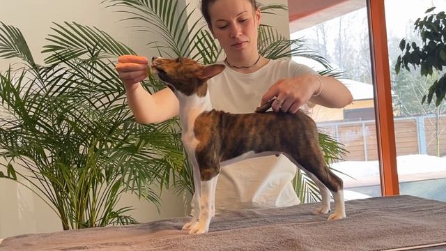 Harmony Kama Tiramisu Best Ever