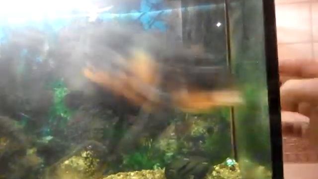 рыба нападает на человека смотреть до конца смотреть онлайн