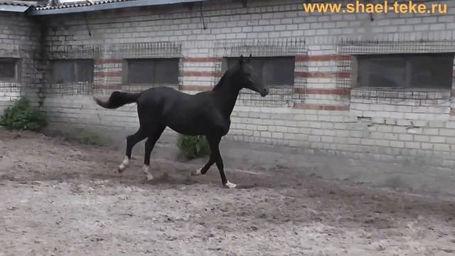 Tsahal Shael (Tsair Shael - Heva Shael), Akhalteke Colt, Sale, ахалтекинский жеребец.