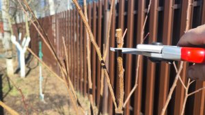 Обрезка молодого абрикоса.