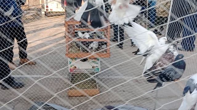 Ярмарка голубей г.Тула 23.03.2025 Часть 2 смотреть онлайн